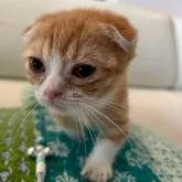 マンチカン(長足)【埼玉県・男の子・2022年5月30日・レッド&ホワイト】の写真1「撮影7/3」