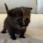 マンチカン(短足)【埼玉県・女の子・2022年5月15日・トーティシェル】の写真2