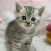 ミヌエット(長足)【埼玉県・男の子・2023年9月25日・シルバータビー】の写真2