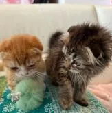 マンチカン(長足)【埼玉県・男の子・2022年5月30日・レッド&ホワイト】の写真2