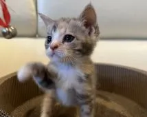 マンチカン(長足)【埼玉県・女の子・2021年12月17日・ブルーパッチドタビー&ホワイト】の写真3「甘え上手！さすが女の子」