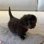 マンチカン(短足)【埼玉県・女の子・2022年5月15日・トーティシェル】の写真3