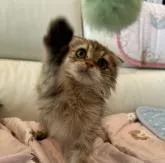 マンチカン(長足)【埼玉県・男の子・2022年5月30日・ブラウンタビー】の写真4