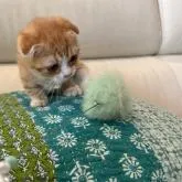 マンチカン(長足)【埼玉県・男の子・2022年5月30日・レッド&ホワイト】の写真5