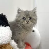 ブリティッシュショートヘア【埼玉県・男の子・2025年4月30日・ブルーシェーデッド】の写真6