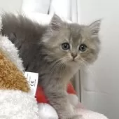 ブリティッシュショートヘア【埼玉県・男の子・2025年4月30日・ブルーシェーデッド】の写真7