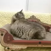 マンチカン(短足)【埼玉県・男の子・2025年7月9日・ブラウン】の写真14