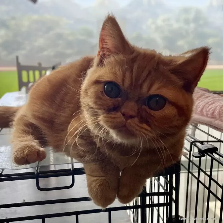 はるか 様のお迎えした子猫