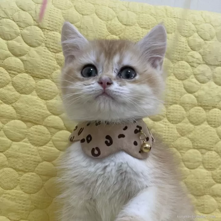 ID:2503-00030の子猫