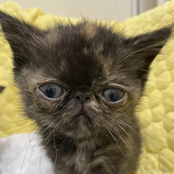 ひまわり 様のお迎えした子猫