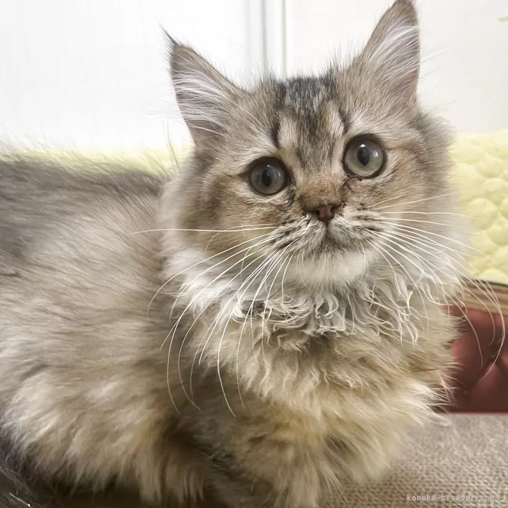 マンチカン(短足)【埼玉県・男の子・2025年7月9日・ブラウン】の写真1「ショートボディのちょー短足」