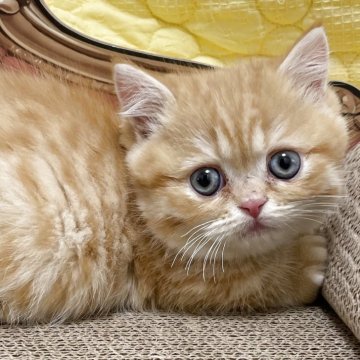 マンチカン(短足)【埼玉県・女の子・2025年10月10日・レッドタビー（ショート）】の写真「2頭身ボディのコロコロちゃん」