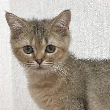 マンチカン(長足)【埼玉県・女の子・2025年7月9日・ブラウン（ショート）】の写真「お話をよく聞いて洞察力にたけており飼い主に従順」