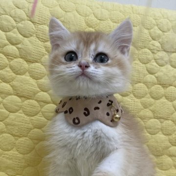 ブリティッシュショートヘア【埼玉県・男の子・2024年12月3日・ゴールデン（短毛）】の写真「おっとりした甘えん坊さん」