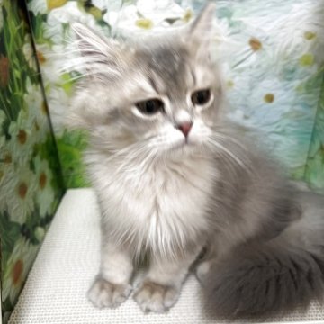 ブリティッシュショートヘア【埼玉県・女の子・2025年4月30日・ブルーシェーデッド（ロング）】の写真「おっとり甘えん坊」