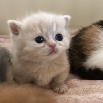 マンチカン(短足)【埼玉県・女の子・2025年4月13日・クリーム（ショート）】の写真「白多めの三毛カラーでとってもきれいです」