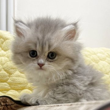 マンチカン(長足)【埼玉県・女の子・2025年10月2日・ブルークリーム（ロング）】の写真「おっとりのんびり甘えん坊」