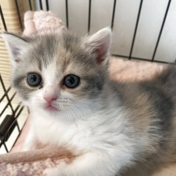 マンチカン(長足)【埼玉県・女の子・2025年4月13日・ダイリュートキャリコ（短毛）】の写真「おめめ開いたばかりのヨチヨチ歩きの女の子」