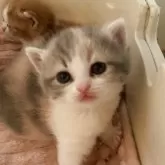 マンチカン(長足)