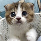 マンチカン(長足)