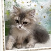 ブリティッシュショートヘア
