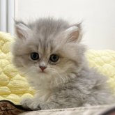 マンチカン(長足)