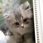 ブリティッシュショートヘア