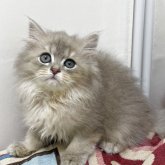 ブリティッシュショートヘア