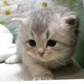 ブリティッシュショートヘア
