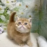 ミヌエット(短足)