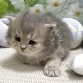 ブリティッシュショートヘア