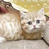 マンチカン(短足)【埼玉県・女の子・2025年10月10日・レッドタビー】の写真3