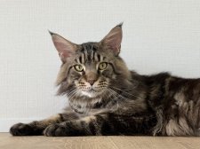 メインクーン【・男の子・2021年7月19日・ブラウンクラシックタビー】「トリミング後のサッパリした状態」