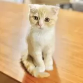 スコティッシュフォールド(折れ耳)【長野県・男の子・2025年6月1日・クリームタビー】の写真11