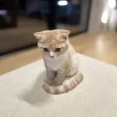 スコティッシュフォールド(折れ耳)【長野県・男の子・2025年6月1日・クリームタビー】の写真13