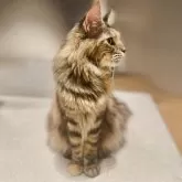 メインクーン【長野県・女の子・2024年8月13日・ブラウンタビー】の写真12「立ち姿もメインクーンらしい気品を感じます。」