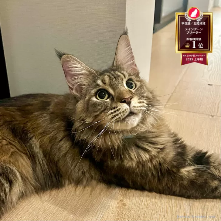 メインクーン【長野県・女の子・2024年8月13日・ブラウンタビー】の写真1「エルディオbaby。毛質、毛並もよく、性格もとても人懐っこくて自信をもっておすすめできる子です！」