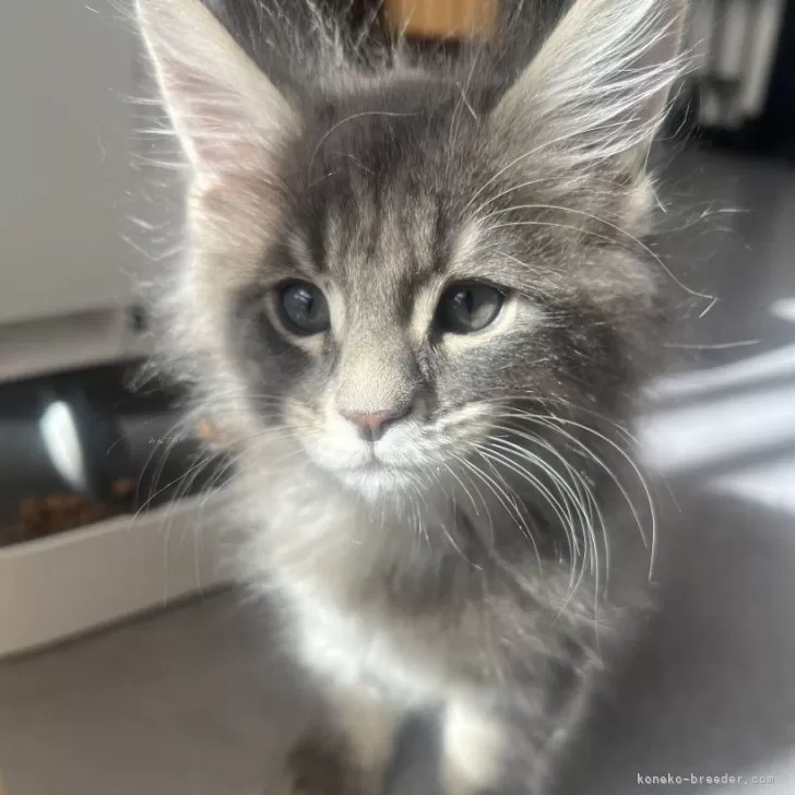 ID：2501-00465の子猫