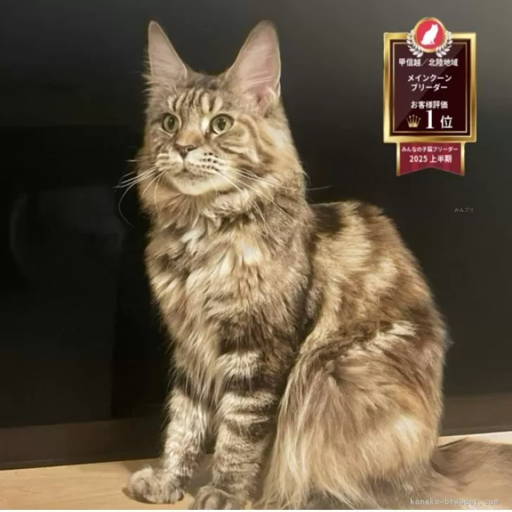 メインクーン【長野県・女の子・2024年8月13日・ブラウンタビー】の写真1「エルディオbaby。毛質、毛並もよく、性格もとても人懐っこくて自信をもっておすすめできる子です！」