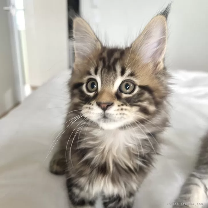 みんみん 様のお迎えした子猫
