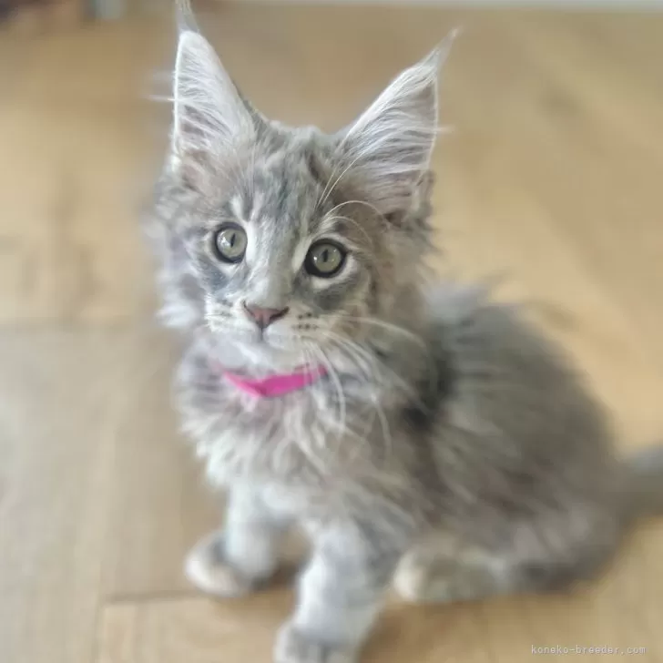 みゅ 様のお迎えした子猫