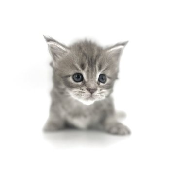 メインクーン【長野県・女の子・2025年5月14日・ブルータビー】の写真「人気のくすみカラーがとってもキュート❤️」