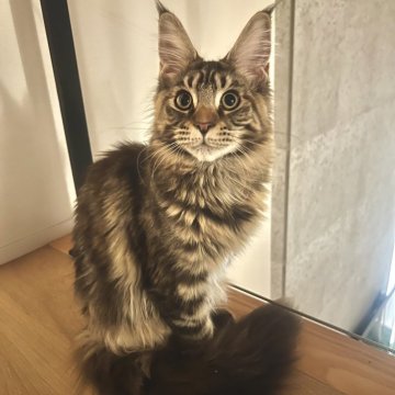 メインクーン【長野県・女の子・2024年8月13日・ブラウンタビー】の写真「人懐っこく、後をついてきて添い寝してくれます🥰」