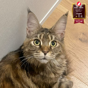 メインクーン【長野県・女の子・2024年8月13日・ブラウンタビー（ふんわりゴージャス）】の写真「避妊手術済み。人懐っこく、かわいい女の子です🥰」