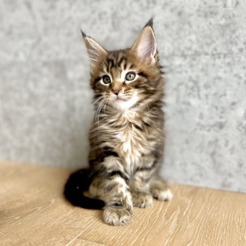 メインクーン【長野県・女の子・2025年5月14日・ブラウンタビー】の写真「パパに似た安定のブラウンタビーです☺️」