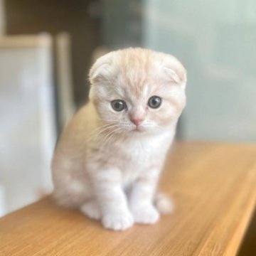 スコティッシュフォールド(折れ耳)【長野県・男の子・2025年6月1日・クリームタビー】の写真「折れ耳がかわいいクリームタビーです☺️」