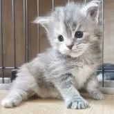 メインクーン