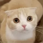スコティッシュフォールド(折れ耳)
