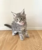 メインクーン【長野県・女の子・2024年11月26日・ブルーパッチドタビー】の写真5