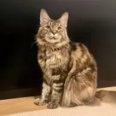 メインクーン【長野県・女の子・2024年8月13日・ブラウンタビー】の写真2「まだ子どもなので、これからまだ大きくなります。」